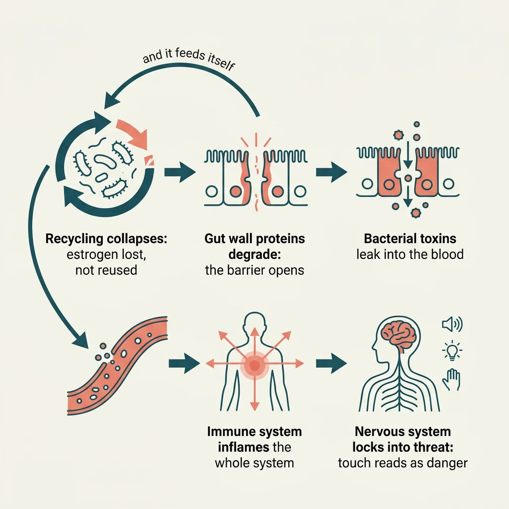 The estrogen leaves, the wall opens, the toxins get in, and your nervous system never gets the all-clear.